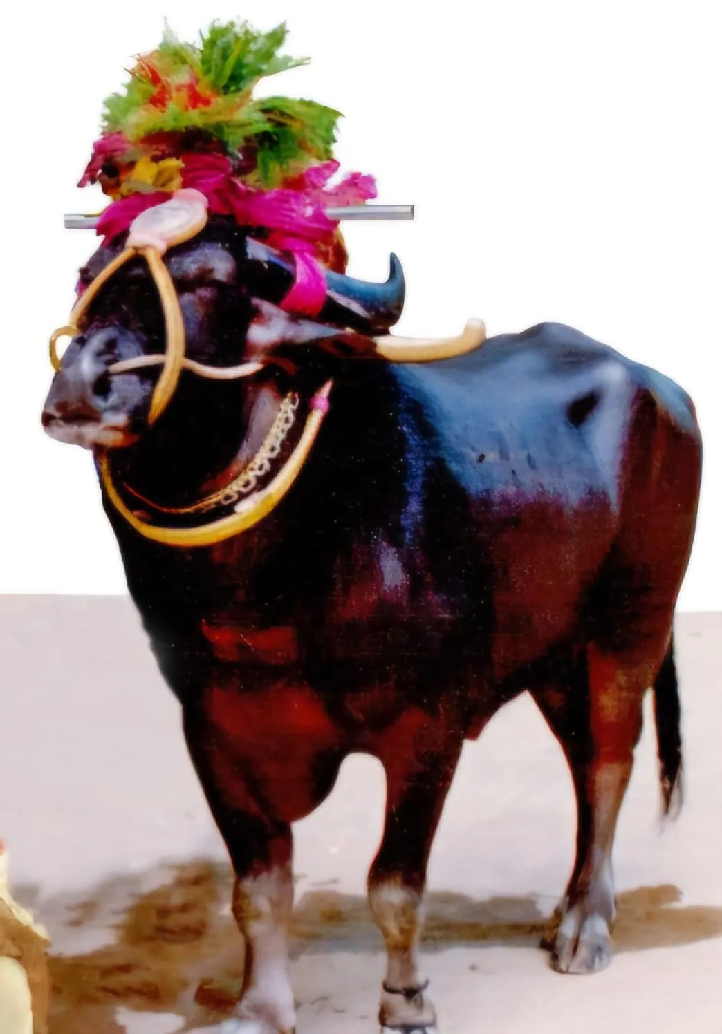 Nagaraje